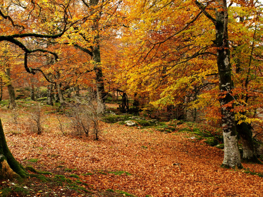 684999 (a): :2200x1650
